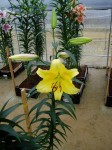 [6290 Lilium 73 No02.JPG]